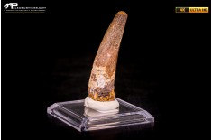 Dente di Spinosaurus aegyptiacus