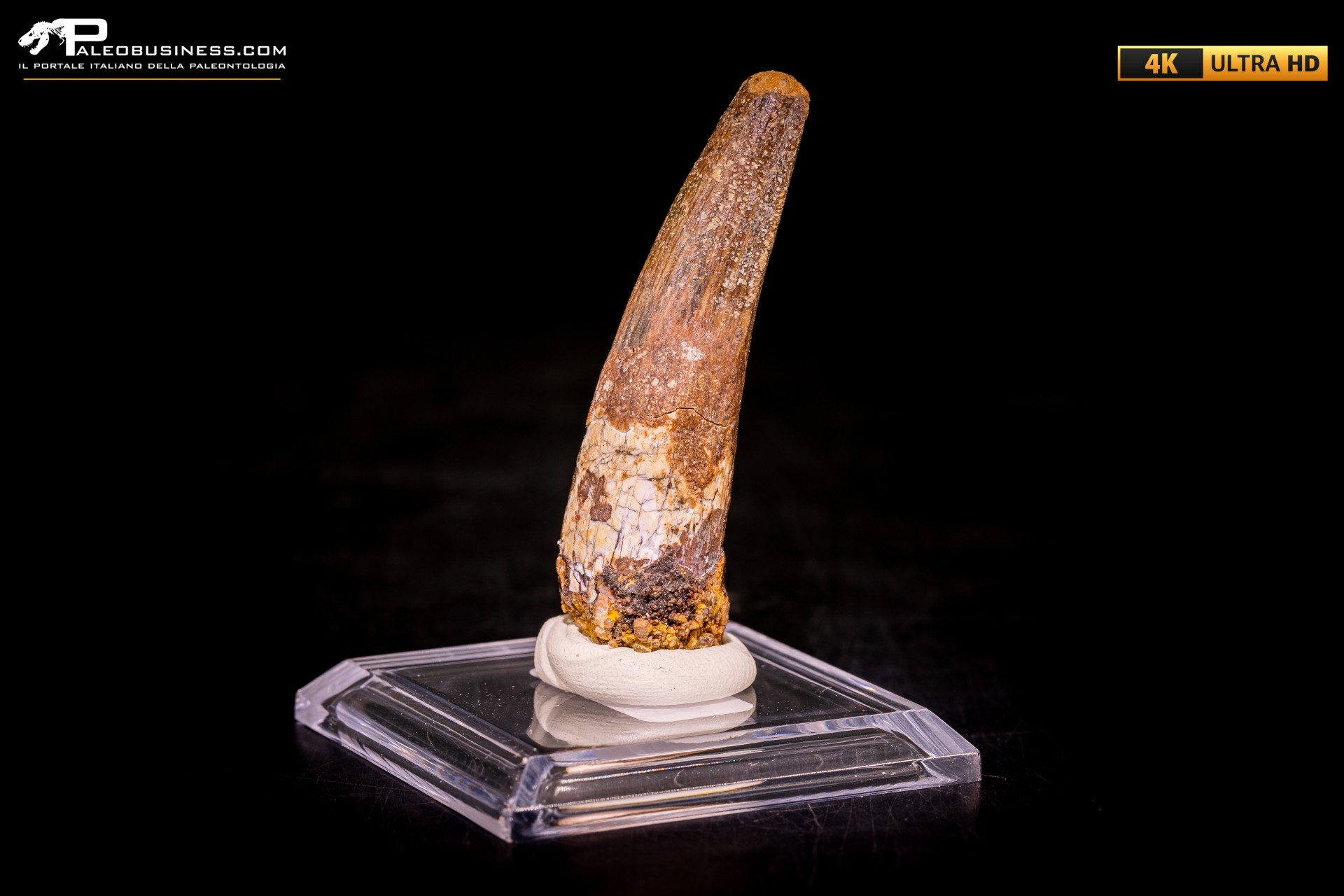 Dente di Spinosaurus aegyptiacus Dente di Spinosaurus aegyptiacus