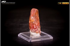 Dente di Spinosaurus aegyptiacus