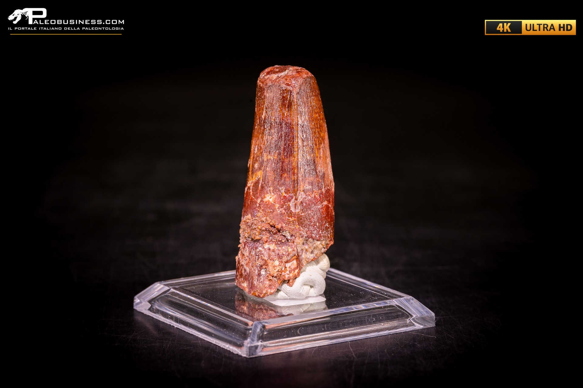 Dente di Spinosaurus aegyptiacus Dente di Spinosaurus aegyptiacus