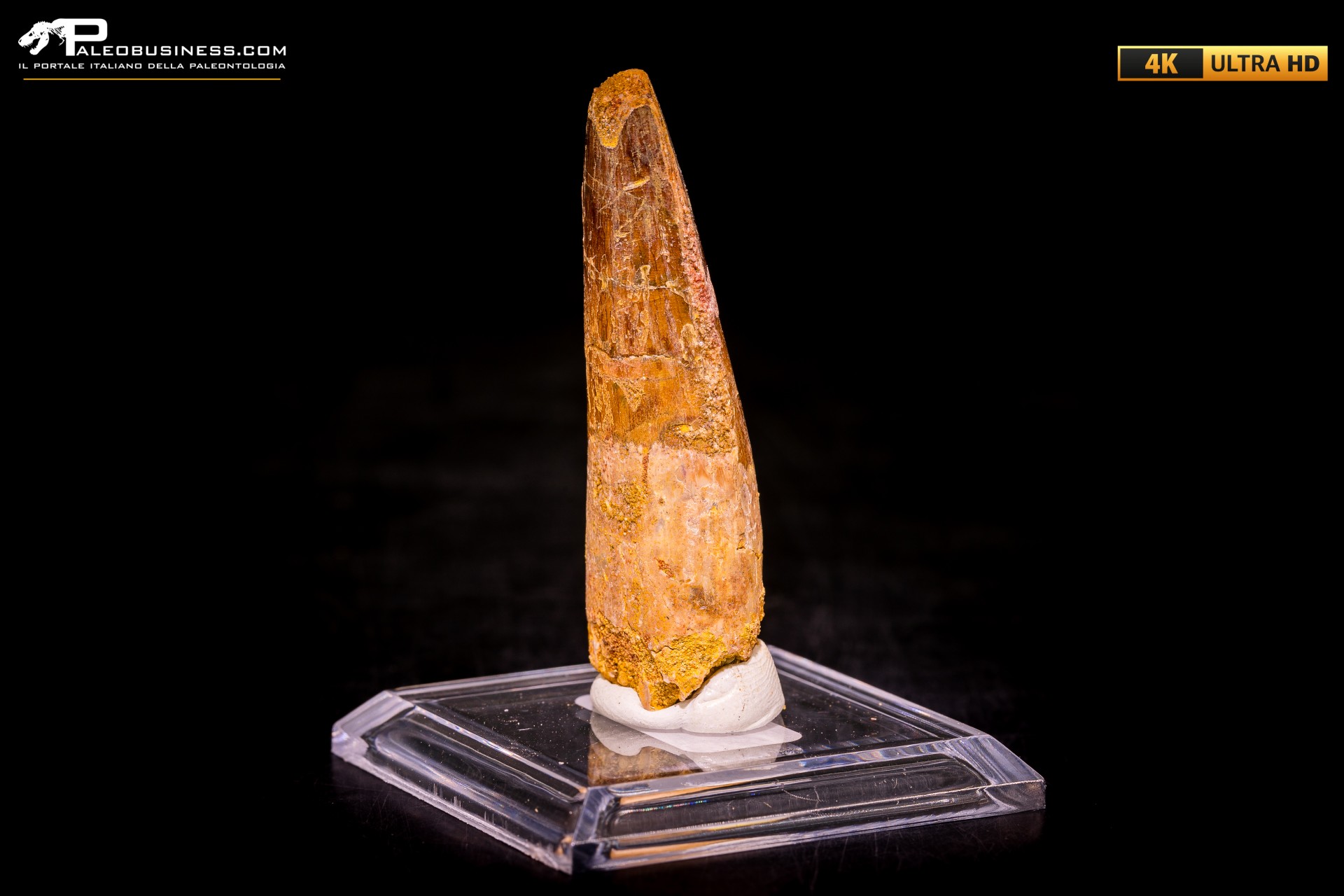 Dente di Spinosaurus aegyptiacus Dente di Spinosaurus aegyptiacus