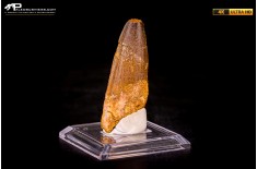 Dente di Spinosaurus aegyptiacus