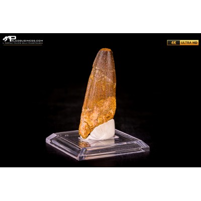 Dente di Spinosaurus aegyptiacus