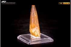 Dente di Spinosaurus aegyptiacus