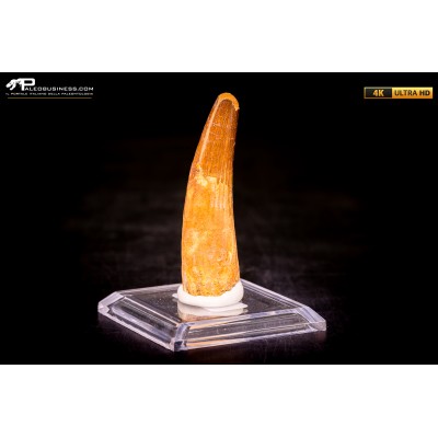 Dente di Spinosaurus aegyptiacus