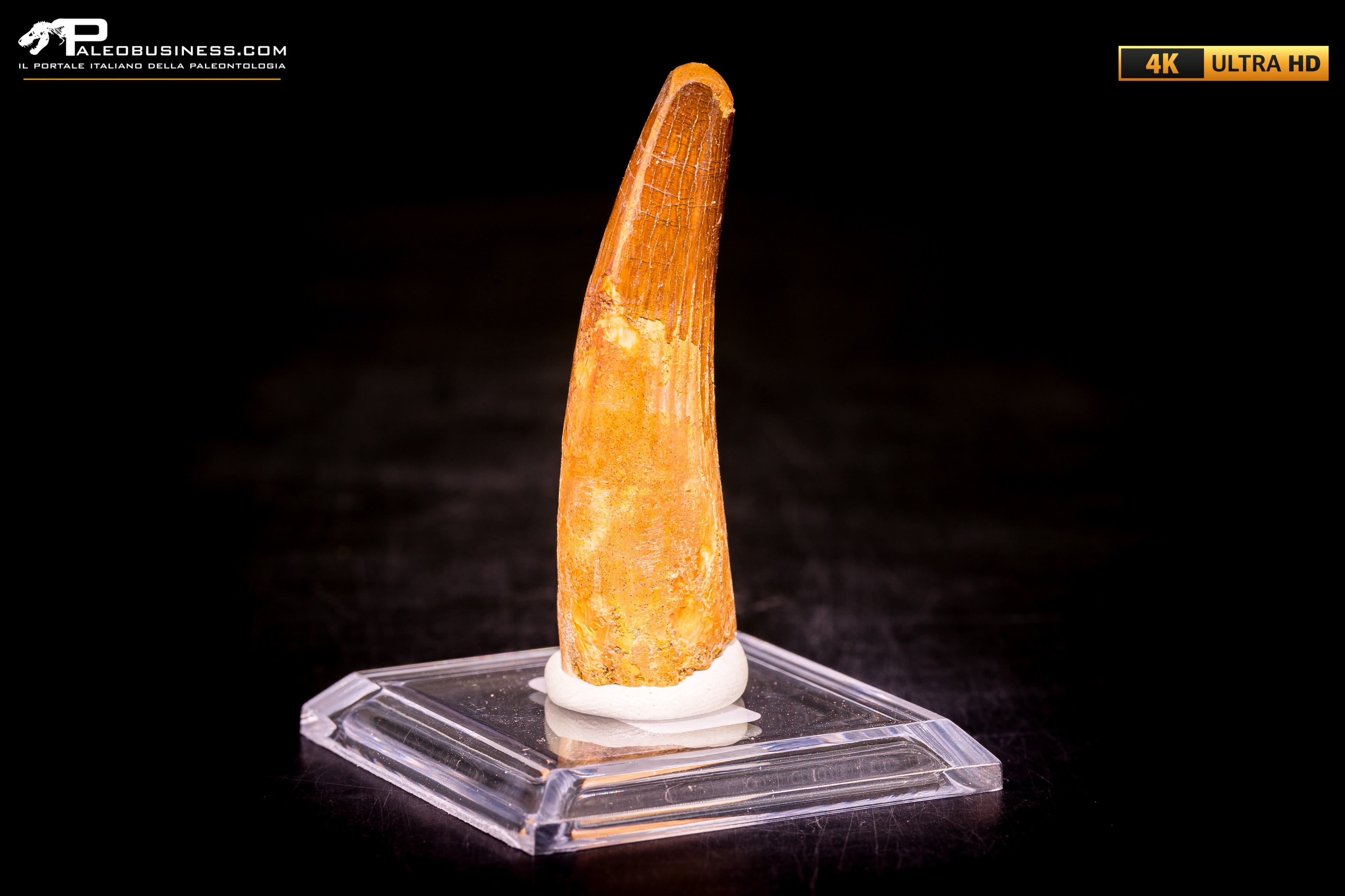 Dente di Spinosaurus aegyptiacus