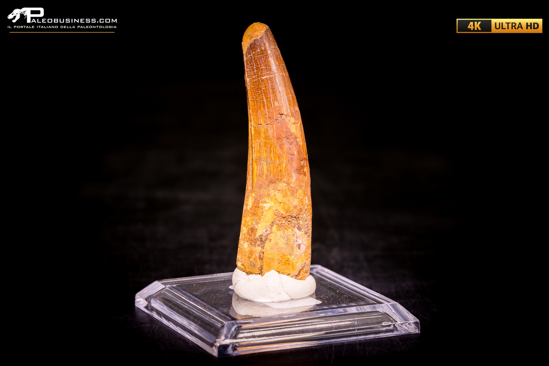 Dente di Spinosaurus aegyptiacus Dente di Spinosaurus aegyptiacus