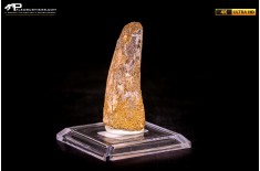 Dente di Spinosaurus aegyptiacus