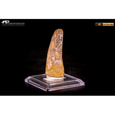 Dente di Spinosaurus aegyptiacus