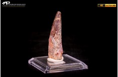 Dente di Spinosaurus aegyptiacus