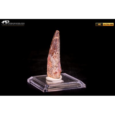 Dente di Spinosaurus aegyptiacus