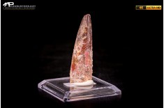 Dente di Spinosaurus aegyptiacus
