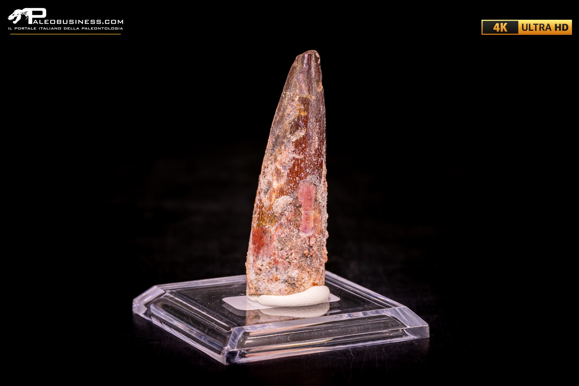 Dente di Spinosaurus aegyptiacus Dente di Spinosaurus aegyptiacus