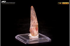 Dente di Spinosaurus aegyptiacus