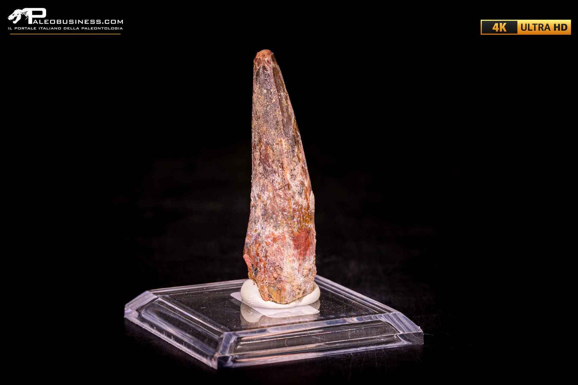 Dente di Spinosaurus aegyptiacus Dente di Spinosaurus aegyptiacus