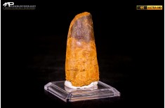 Dente di Spinosaurus aegyptiacus