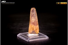 Dente di Spinosaurus aegyptiacus