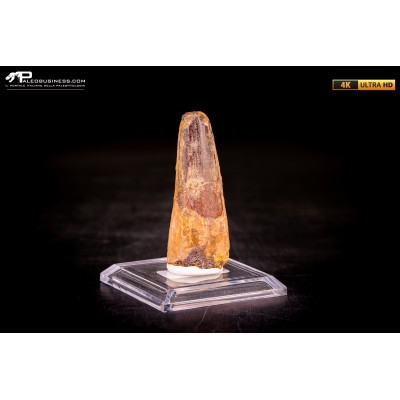 Dente di Spinosaurus aegyptiacus