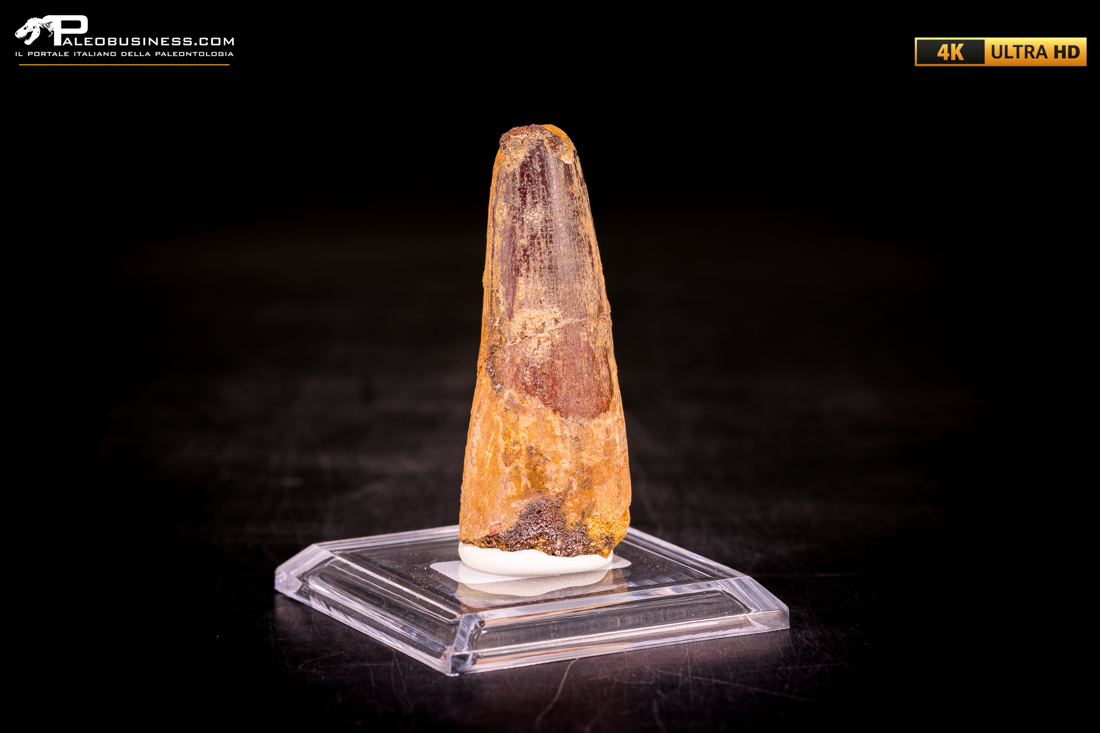 Dente di Spinosaurus aegyptiacus