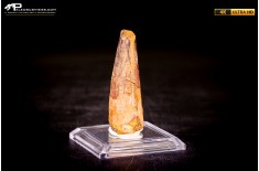Dente di Spinosaurus aegyptiacus
