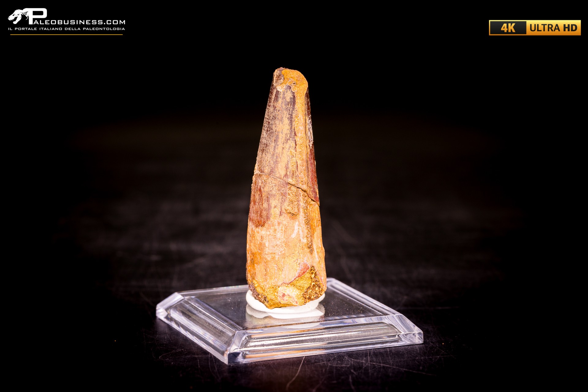 Dente di Spinosaurus aegyptiacus Dente di Spinosaurus aegyptiacus