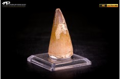 Dente fossile di Mosasaurus sp.