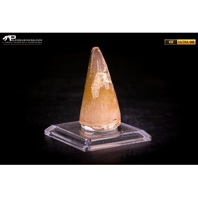 Dente fossile di Mosasaurus sp.