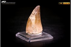 Dente fossile di Mosasaurus sp.