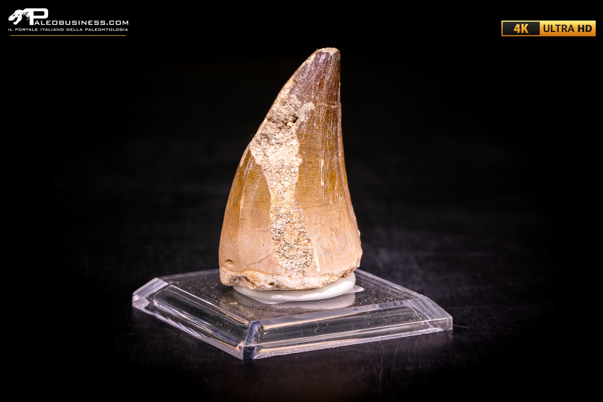 Dente fossile di Mosasaurus sp.