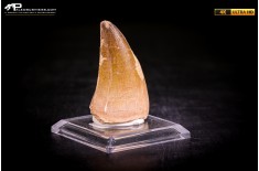 Dente fossile di Mosasaurus sp.
