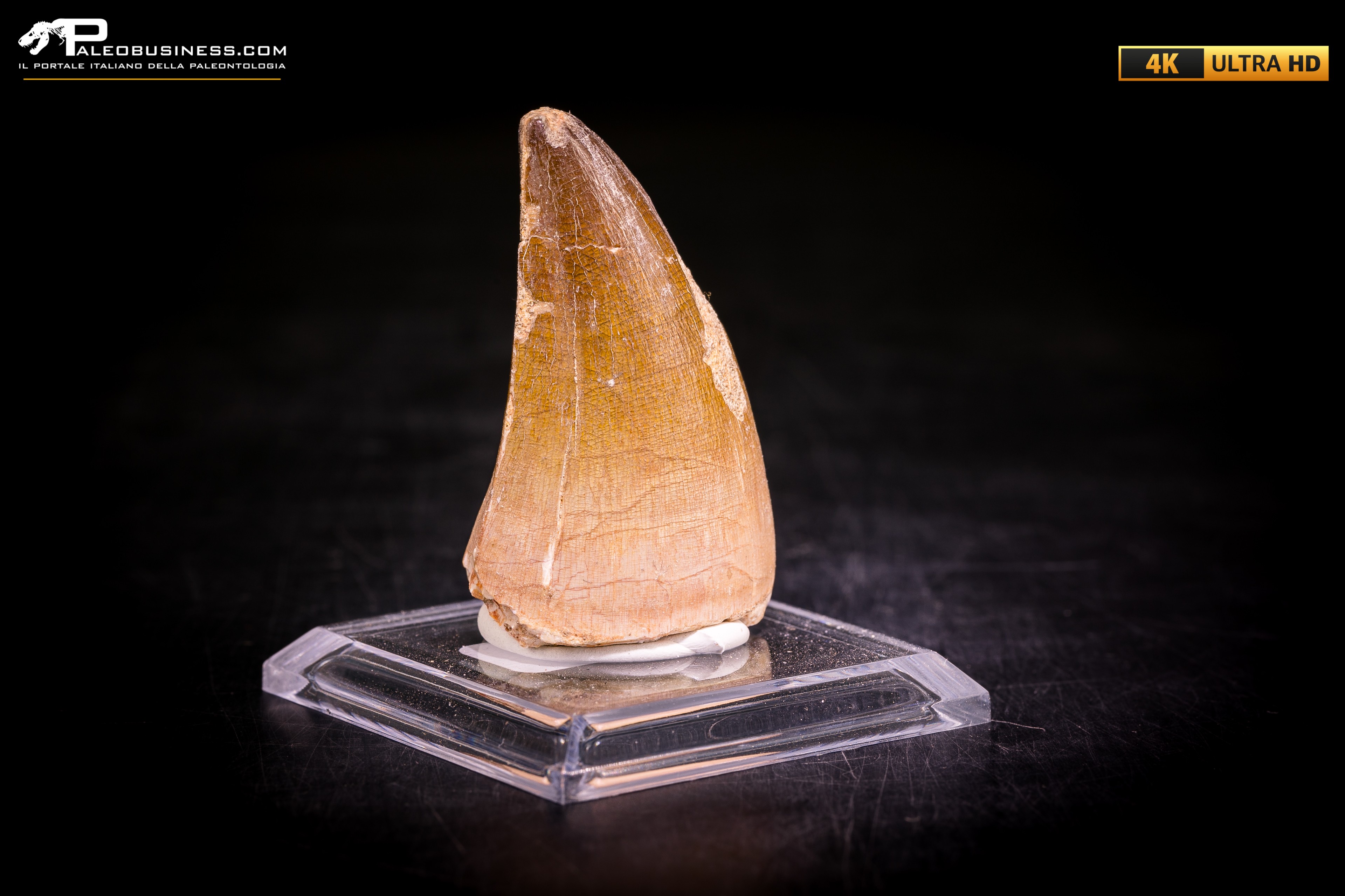 Dente fossile di Mosasaurus sp.