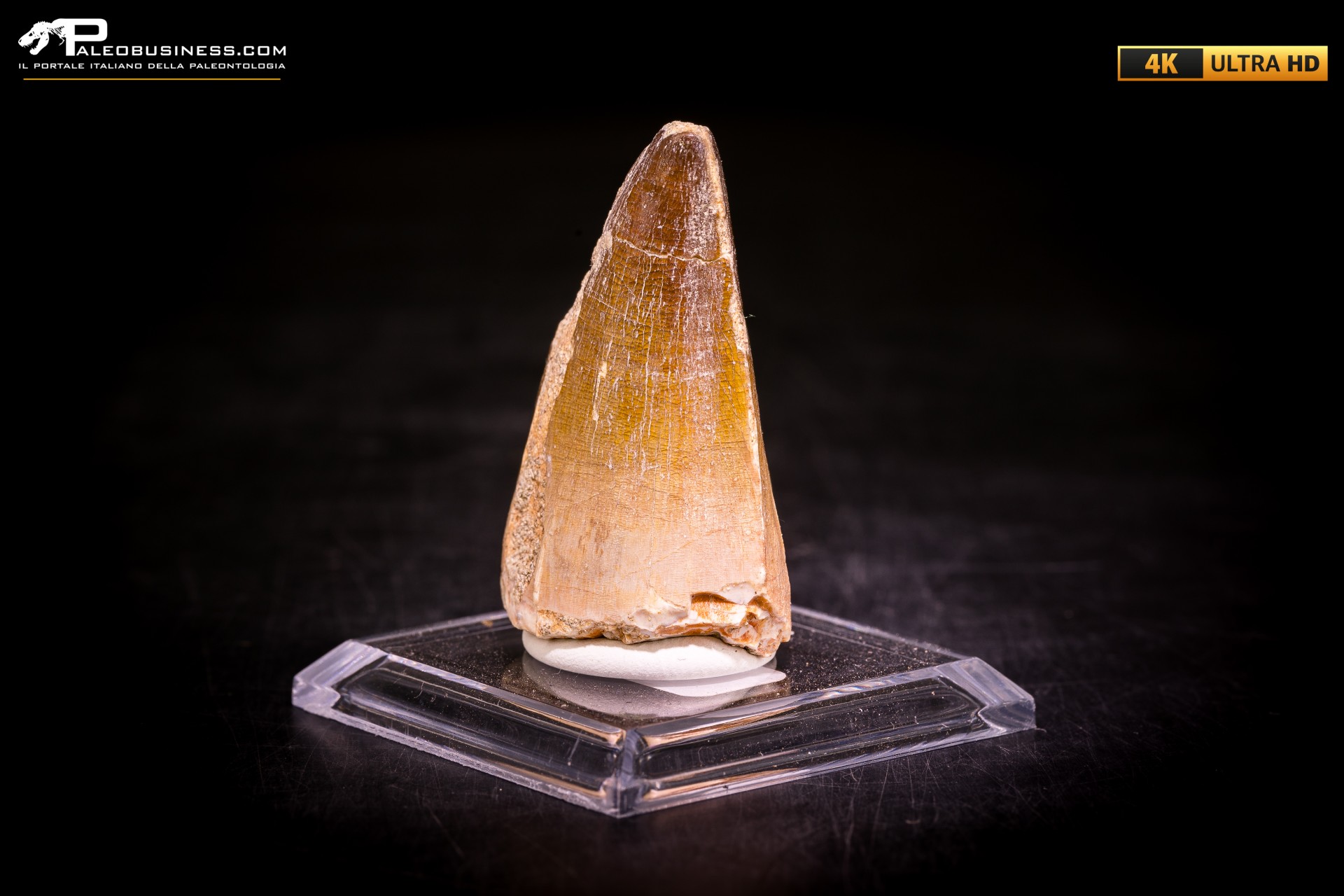 Dente fossile di Mosasaurus sp.