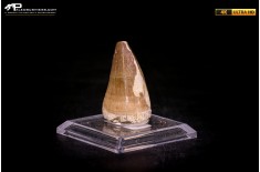 Dente fossile di Mosasaurus sp.