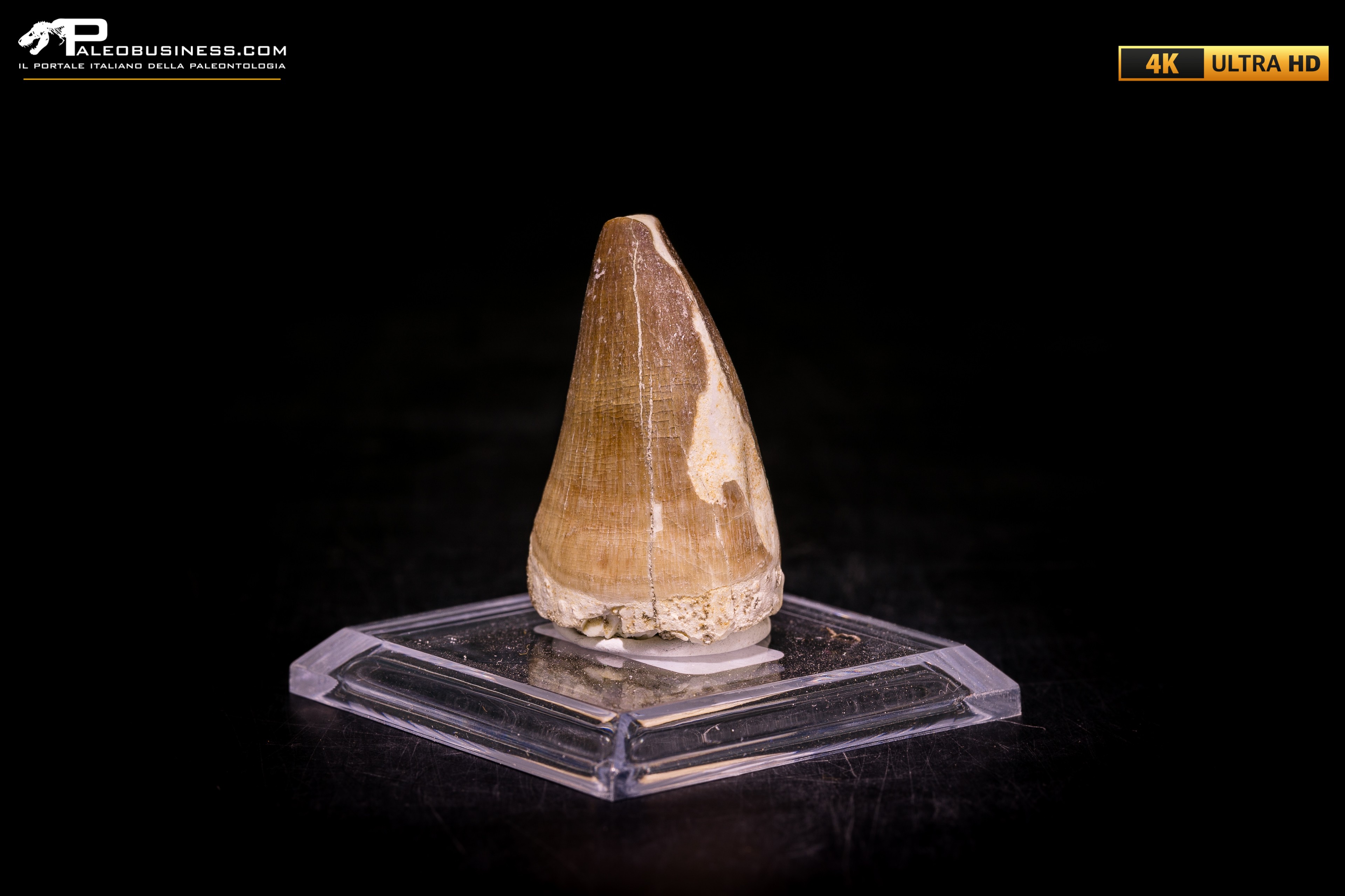 Dente fossile di Mosasaurus sp.