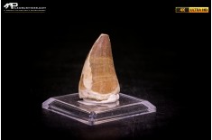 Dente fossile di Mosasaurus sp.