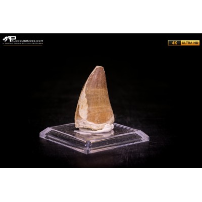 Dente fossile di Mosasaurus sp.