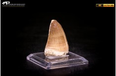 Dente fossile di Mosasaurus sp.