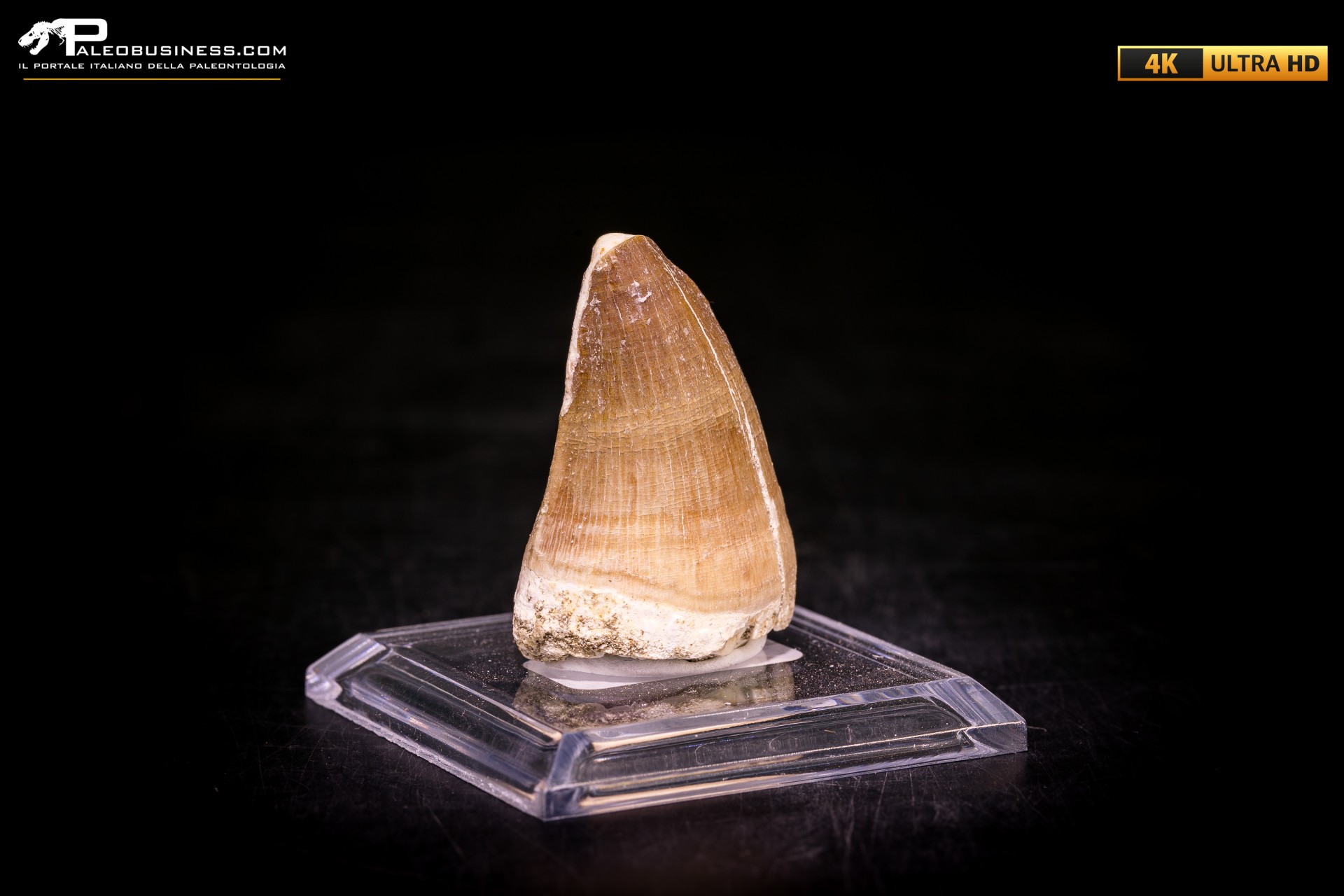 Dente fossile di Mosasaurus sp.