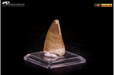 Dente fossile di Mosasaurus sp.