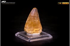 Dente fossile di Mosasaurus sp.
