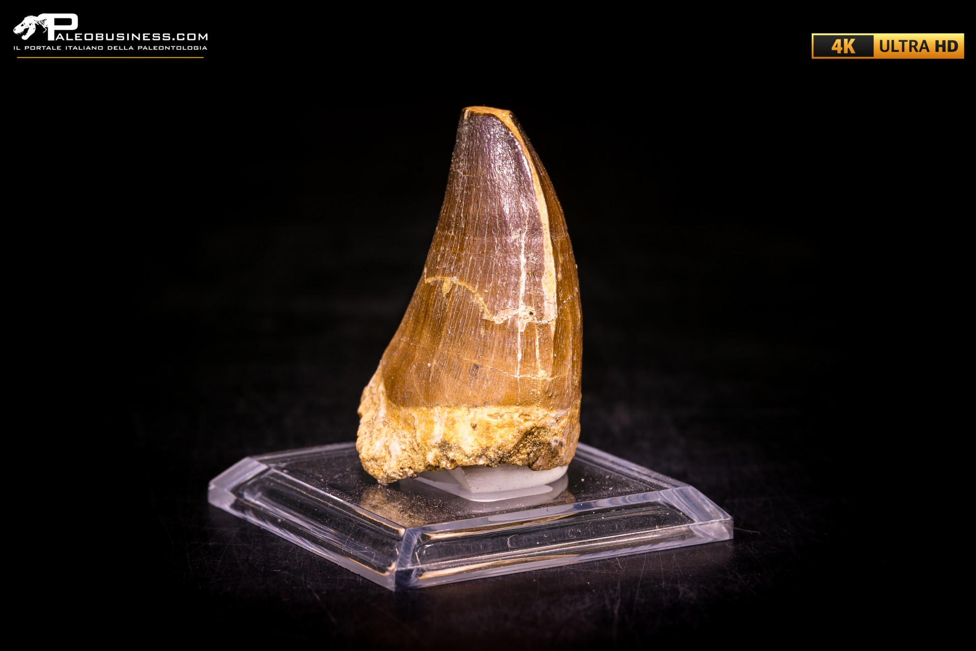 Dente fossile di Mosasaurus sp.