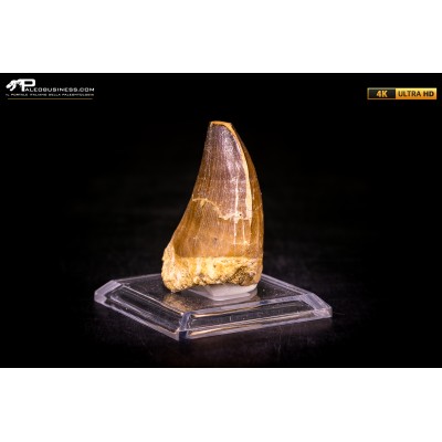 Dente fossile di Mosasaurus sp.