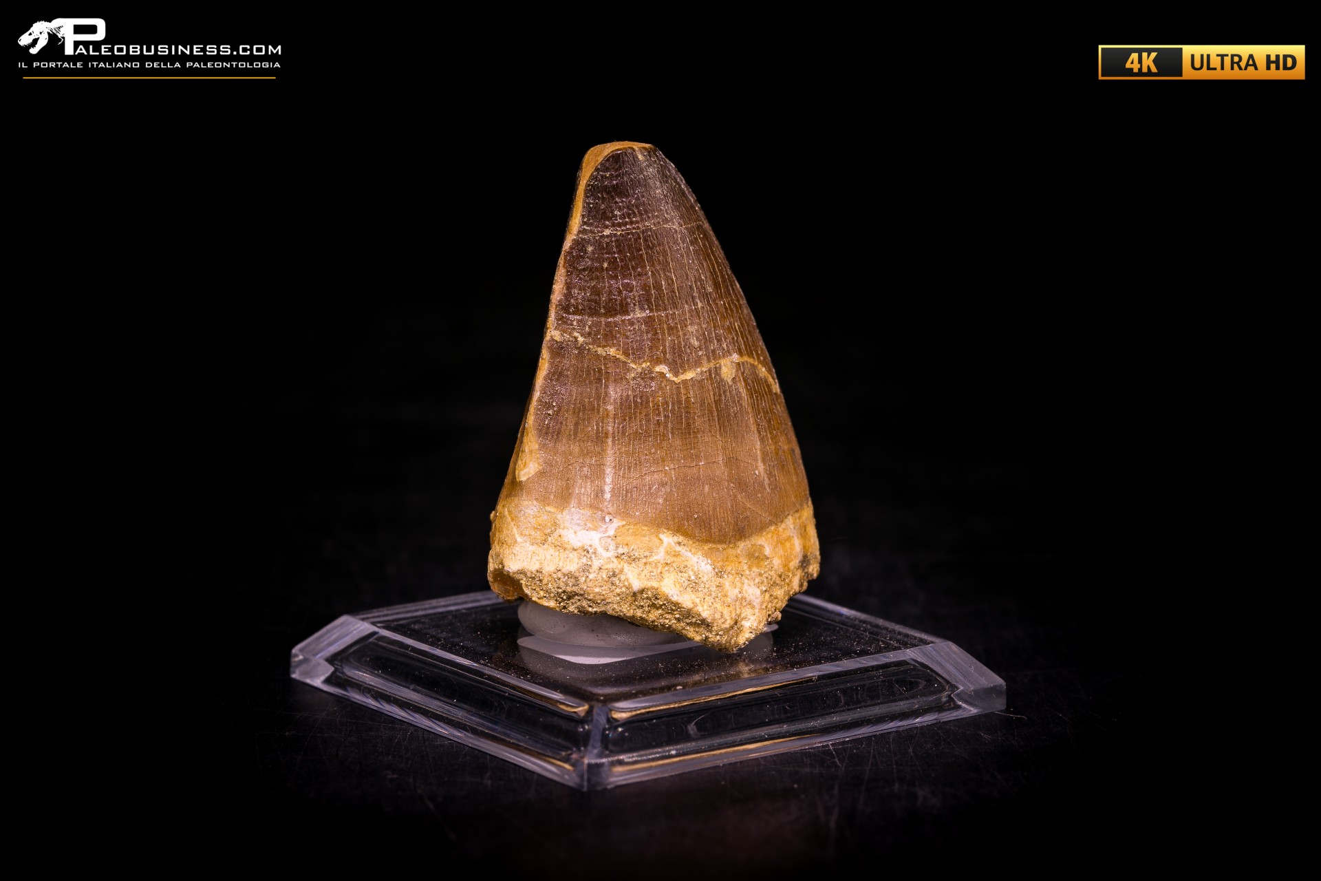 Dente fossile di Mosasaurus sp.