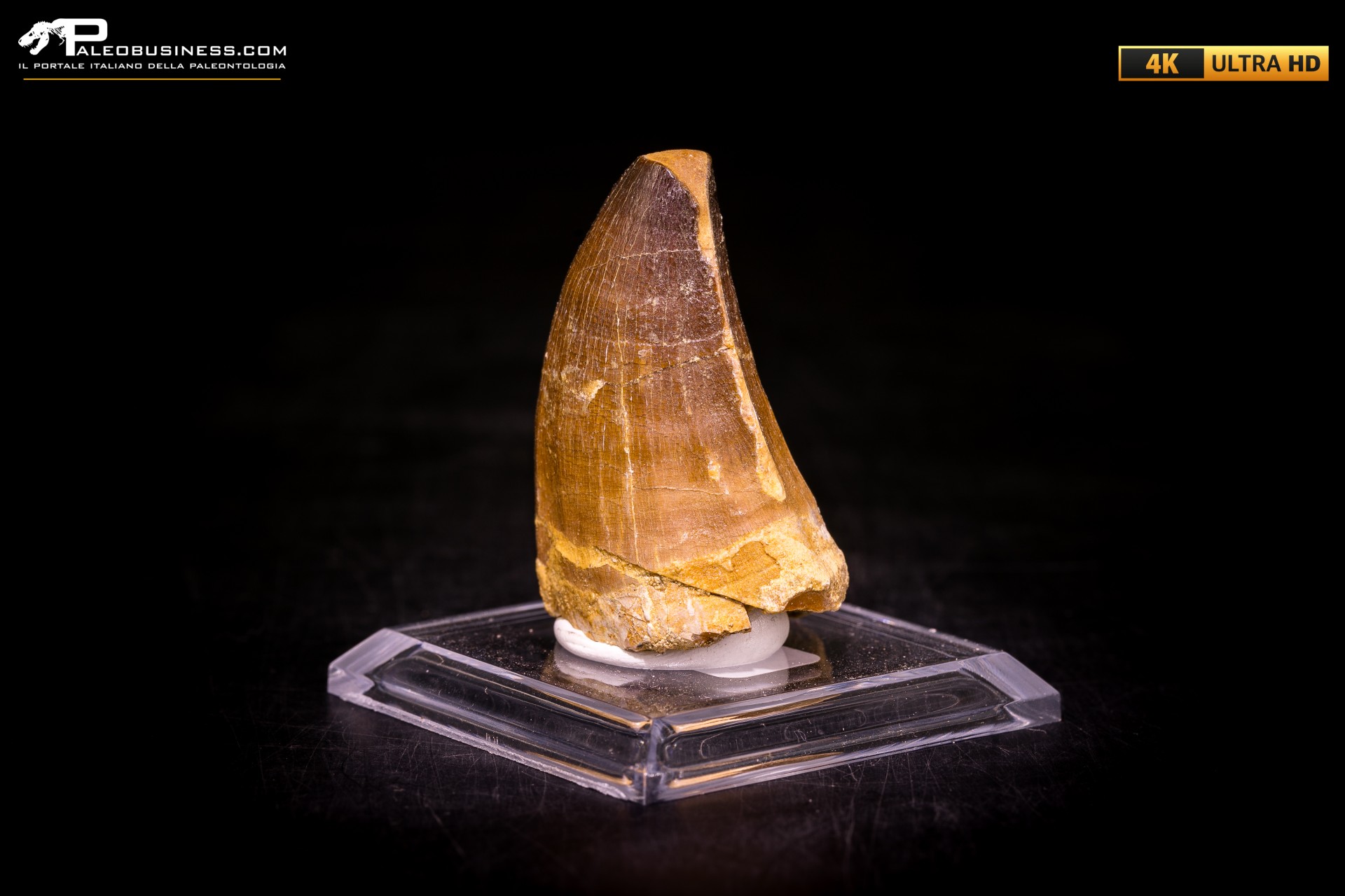 Dente fossile di Mosasaurus sp.