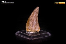 Dente fossile di Mosasaurus sp.