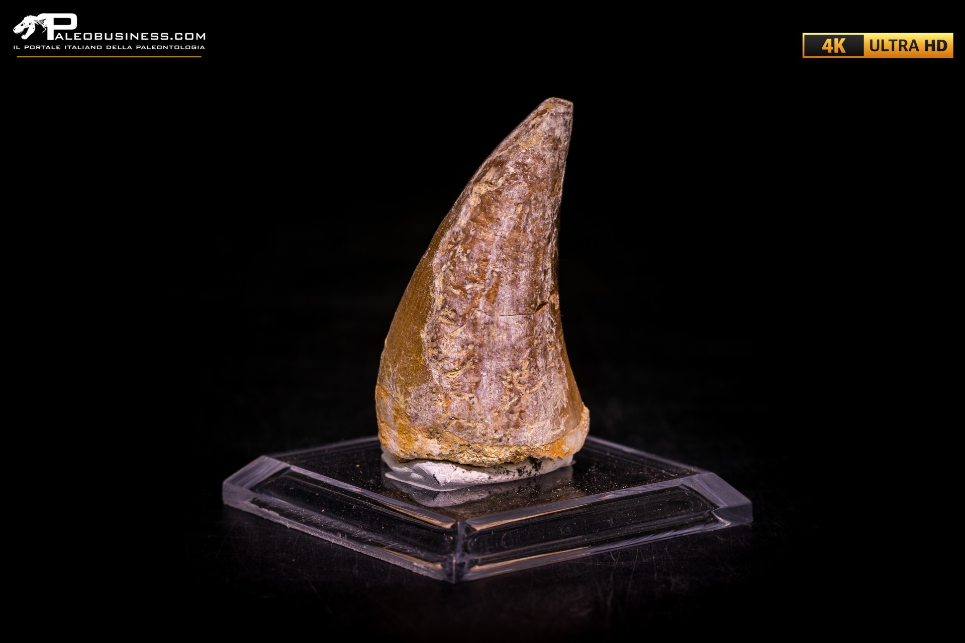 Dente fossile di Mosasaurus sp.