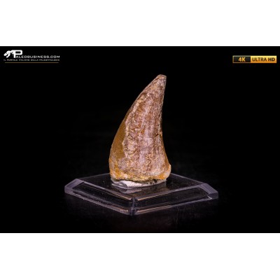 Dente fossile di Mosasaurus sp.