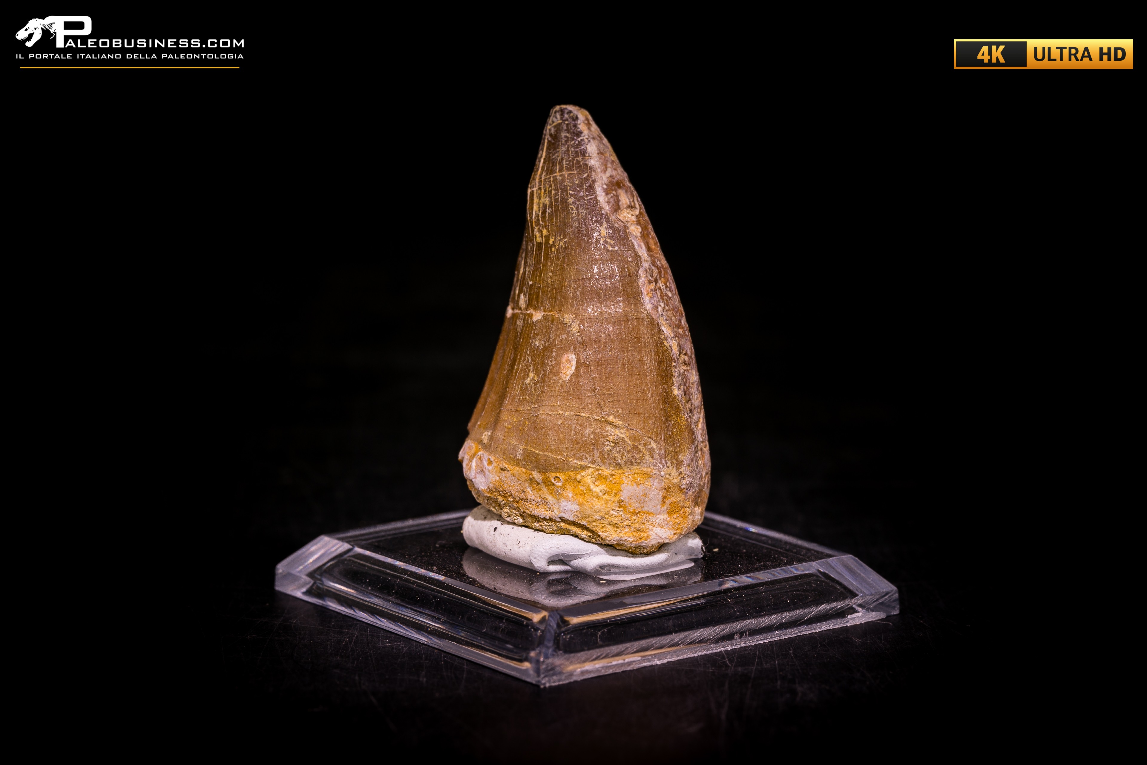 Dente fossile di Mosasaurus sp.