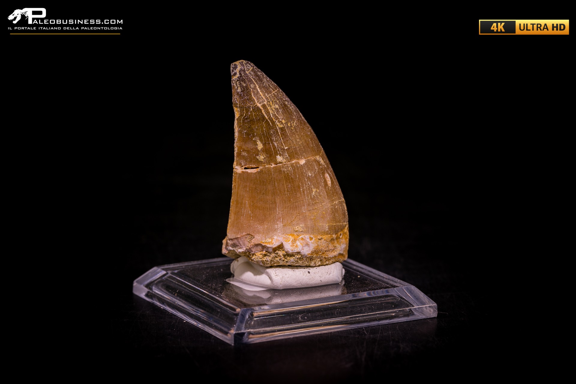 Dente fossile di Mosasaurus sp.
