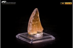 Dente fossile di Mosasaurus sp.